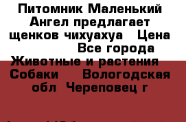 Питомник Маленький Ангел предлагает щенков чихуахуа › Цена ­ 10 000 - Все города Животные и растения » Собаки   . Вологодская обл.,Череповец г.